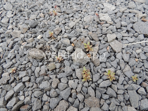 purslane, common